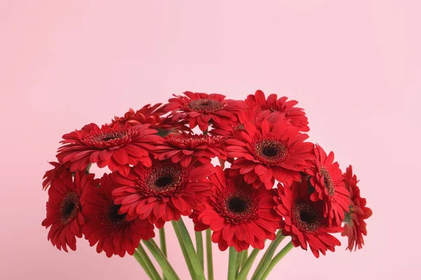 Csokor Gyönyörű Piros Gerbera Virágok Rózsaszín Háttér — Stock Fotó