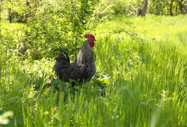 新鮮な緑の草の中の1つの美しい鶏 — ストック写真