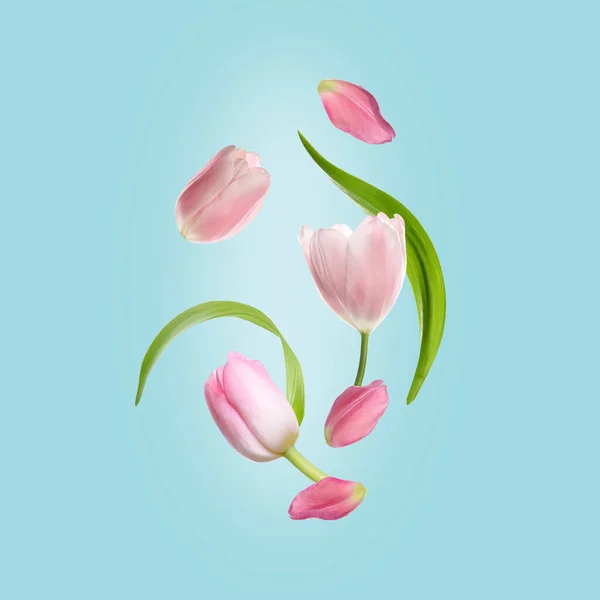 Красиві Рожеві Тюльпани Летять Бірюзовому Фоні — стокове фото