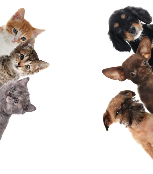 Beyaz arka planda sevimli komik kedi ve köpekler.