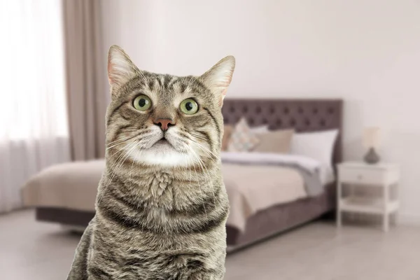 Bonito Gato Tabby Quarto Espaço Para Texto Pet Hotel Amigável — Fotografia de Stock