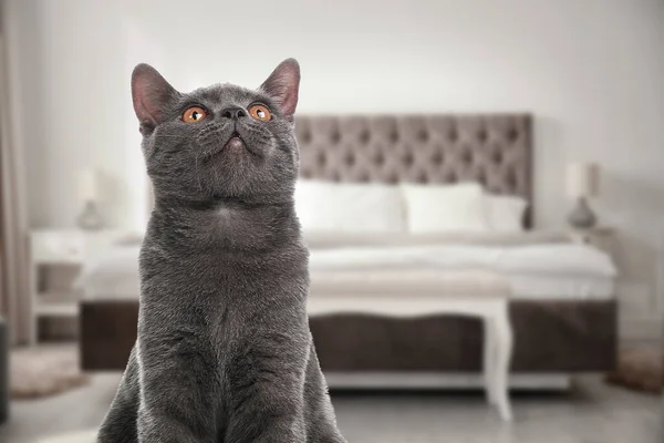 Lovely grey cat in bedroom, space for text. Pet friendly hotel