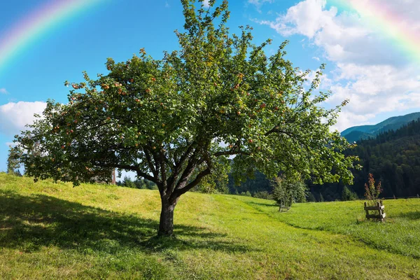 Großer Apfelbaum Auf Grüner Wiese Bergwald Und Schöner Regenbogen Blauen — Stockfoto
