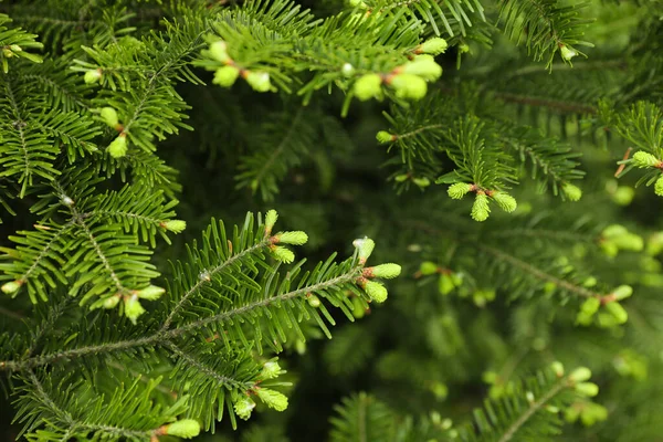 Groene Takken Van Prachtige Naaldboom Buiten Close — Stockfoto