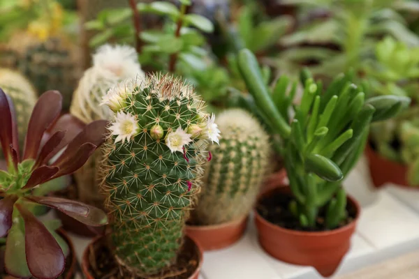 Muitos Cactos Diferentes Plantas Suculentas Mesa Close — Fotografia de Stock