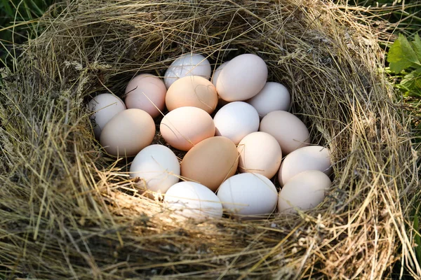 Frische Rohe Hühnereier Stroh Nest — Stockfoto