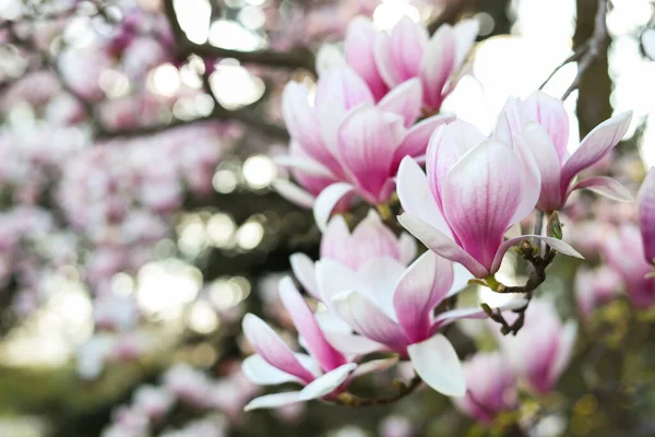 Vue Rapprochée Magnolia Arbre Avec Belles Fleurs Extérieur Espace Pour — Photo