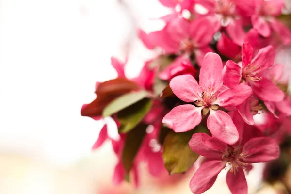 Närbild Vackra Blommande Äppelträd Utomhus Vårdagen Plats För Text — Stockfoto