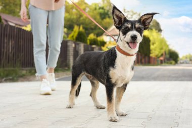 Şehir caddesinde sevimli köpeğini gezdiren bir kadın.