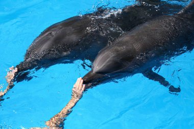 Deniz memelileri parkında yunuslarla yüzen antrenör.