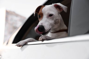 Tatlı Jack Russel Terrier araba camından dışarı bakıyor.