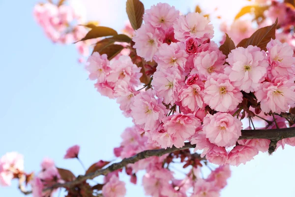 Beautiful Blossoming Sakura Tree Blue Sky Closeup — Fotografia de Stock