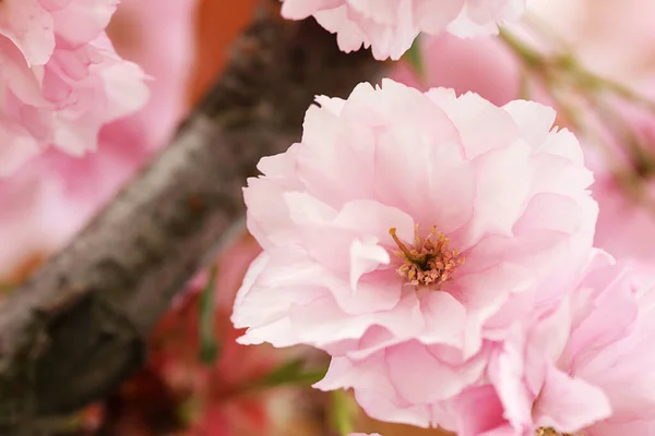 Beautiful Pink Flower Blossoming Sakura Tree Closeup — Stock Photo, Image