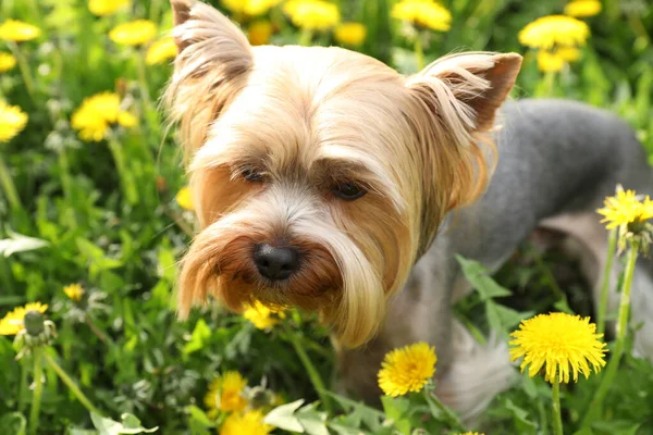 Cute Yorkshire Terrier Beautiful Dandelions Meadow Sunny Spring Day Closeup — Stock Photo, Image