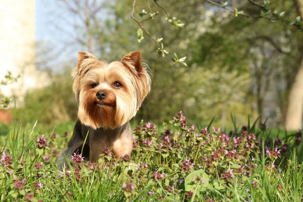 Terrier Carino Yorkshire Tra Bellissimi Fiori Selvatici Nel Parco Nella — Foto Stock