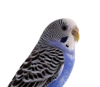 Beyaz üzerine izole edilmiş güzel bir papağan. Egzotik hayvan