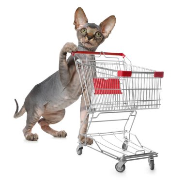 Beyaz arka planda şirin bir kedi ve alışveriş arabası.