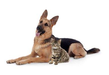 Beyaz arka planda sevimli kedi ve köpek. Hayvan dostluğu