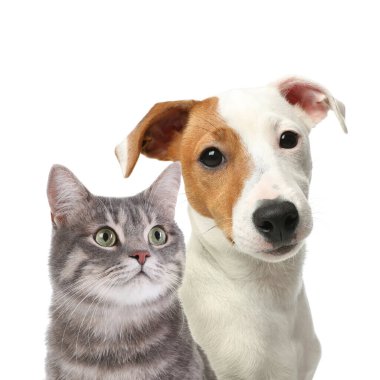 Beyaz arka planda sevimli kedi ve köpek. Sevimli arkadaşlar.