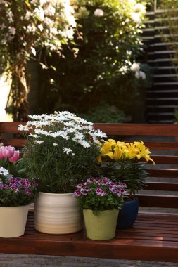 Bir sürü güzel çiçek açan bitkiler var. Ağaçtan bir bankta, açık havada.