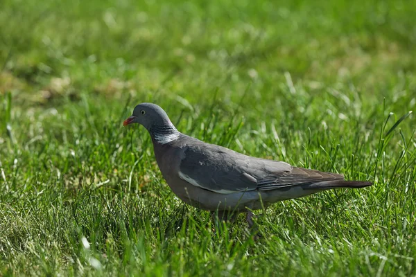 야외의 아름다운 비둘기 — 스톡 사진