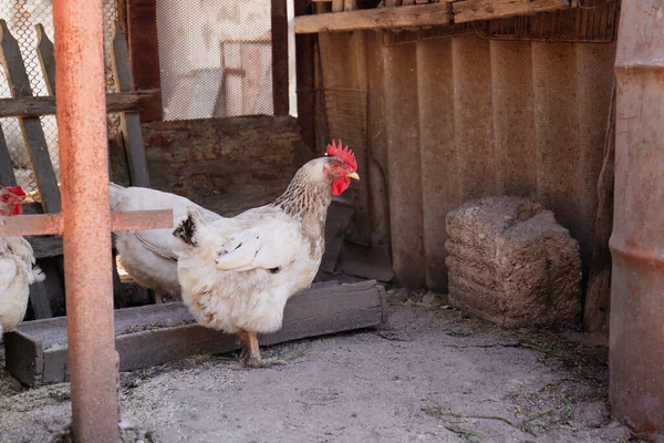 Bahçedeki Besleyicinin Yanında Güzel Tavuklar Evcil Hayvanlar — Stok fotoğraf