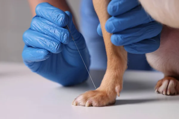 Veterinary holding acupuncture needle near dog\'s paw, closeup. Animal treatment