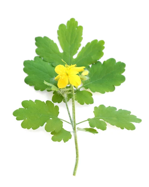 Celandine Växt Med Gula Blommor Vit Bakgrund Ovanifrån — Stockfoto