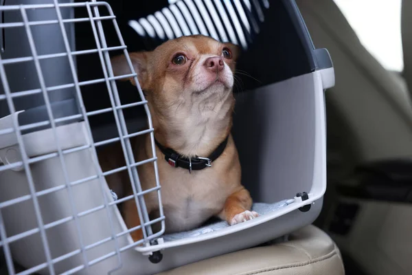 Small Chihuahua in pet carrier inside car, closeup