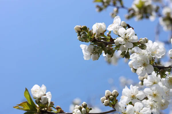 Szoros Kilátás Gyönyörű Virágzó Szilva Szabadban Napsütéses Tavaszi Napon Szöveg — Stock Fotó
