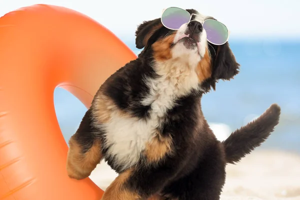 Cute funny dog with sunglasses in inflatable ring at pet friendly beach