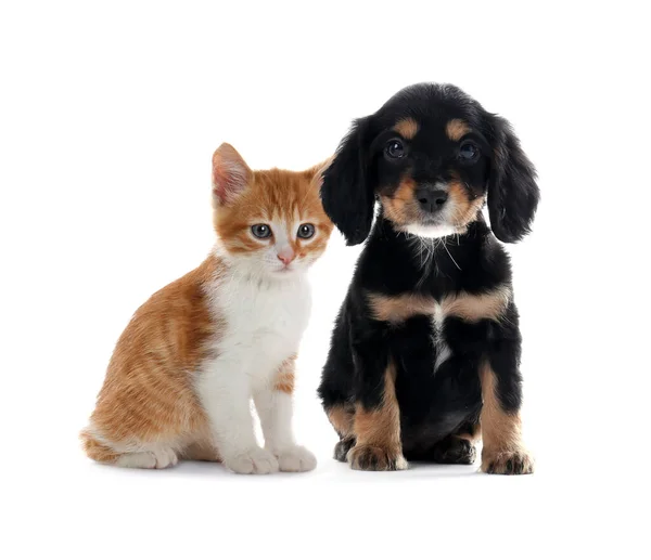 Nette Katze Und Hund Auf Weißem Hintergrund Tierfreundschaft — Stockfoto