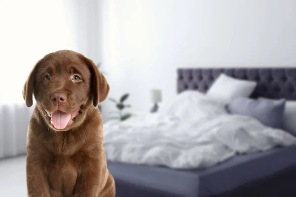 Cãozinho Adorável Quarto Espaço Para Texto Pet Hotel Amigável — Fotografia de Stock