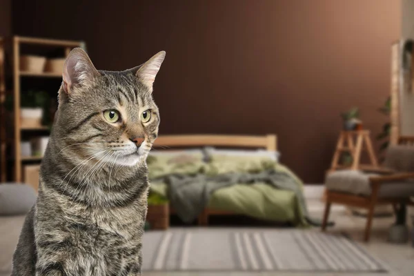Όμορφη Γάτα Tabby Στην Κρεβατοκάμαρα Χώρος Για Κείμενο Φιλικό Προς — Φωτογραφία Αρχείου