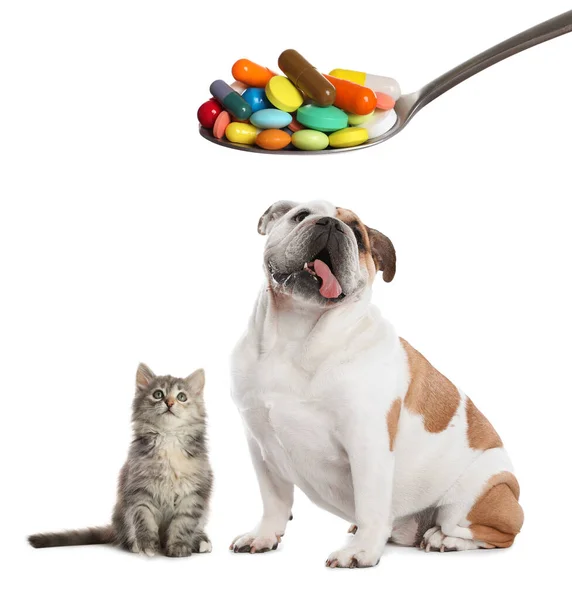 Vitamins Pets Cute Dog Cat Spoon Different Pills White Background — Foto de Stock