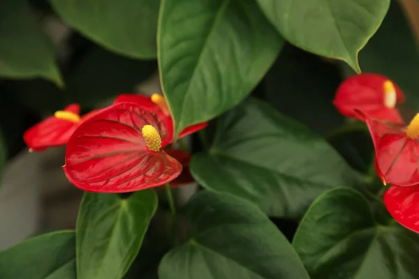 Hermosas Plantas Anturio Rojo Flor Vista Superior —  Fotos de Stock