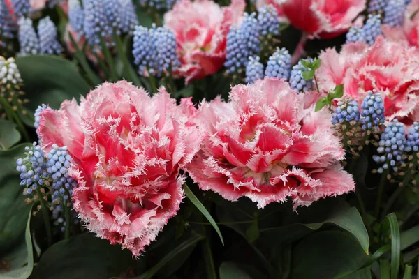 Sok Gyönyörű Tulipán Muszkari Virágok Közelkép Tavaszi Szezon — Stock Fotó
