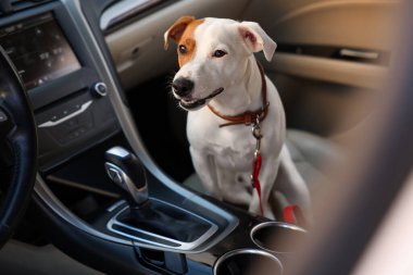 Jack Russel Terrier arabada. Sevimli hayvan.