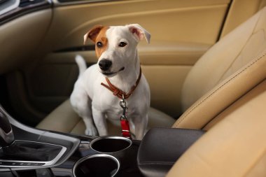 Jack Russel Terrier arabada. Sevimli hayvan.