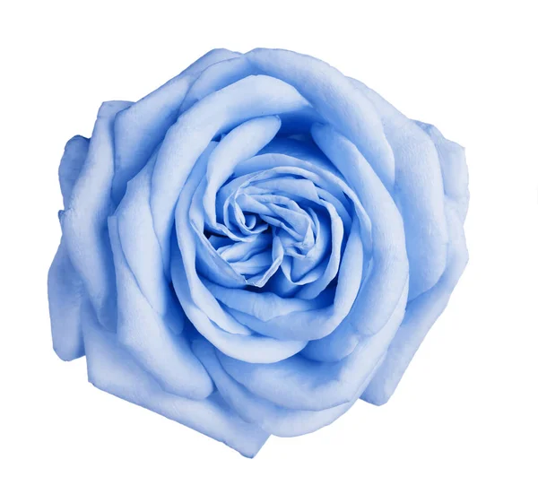 Belle Fleur Rose Bleu Clair Sur Fond Blanc — Photo