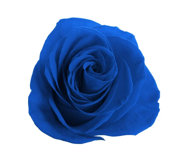 Belle Fleur Rose Bleue Sur Fond Blanc — Photo