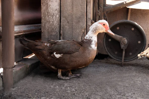 Hermoso Pato Moscovita Patio Animales Domésticos —  Fotos de Stock