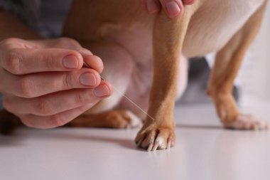 Veteriner köpek pençesinin yanında akupunktur iğnesi tutuyor. Hayvan muamelesi