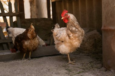 Bahçede bir sürü güzel tavuk var. Evcil hayvanlar