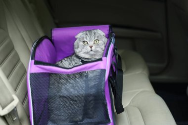 Arabadaki evcil hayvan taşıyıcısının içindeki şirin İskoç kedisi.