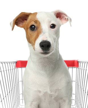 Beyaz arka planda alışveriş arabasında şirin bir köpek.