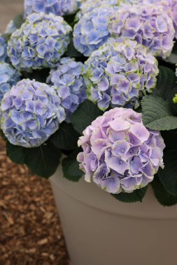 Açık havada güzel çiçekleri olan ortanca bitkisi, yakın plan.