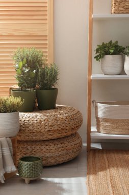 Odada farklı saksı bitkileri var. İç tasarım