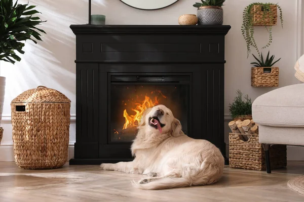 可爱的金毛猎犬在室内电炉附近的地板上 — 图库照片
