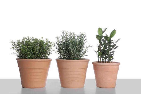 Pots Thyme Bay Rosemary White Background — Foto Stock